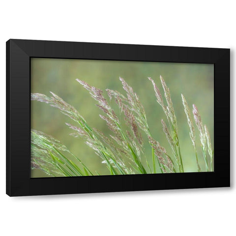 Velvet Grass II Black Modern Wood Framed Art Print with Double Matting by Mahan, Kathy