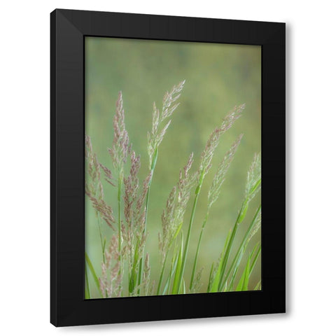 Velvet Grass III Black Modern Wood Framed Art Print with Double Matting by Mahan, Kathy