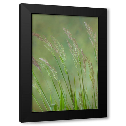 Velvet Grass IV Black Modern Wood Framed Art Print with Double Matting by Mahan, Kathy