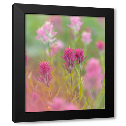 Indian Paintbrush II Black Modern Wood Framed Art Print with Double Matting by Mahan, Kathy