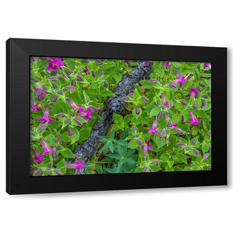 Wildflower Meadow I Black Modern Wood Framed Art Print with Double Matting by Mahan, Kathy