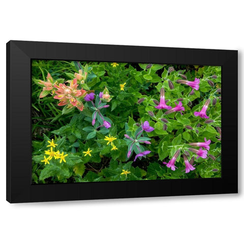 Wildflower Meadow II Black Modern Wood Framed Art Print with Double Matting by Mahan, Kathy