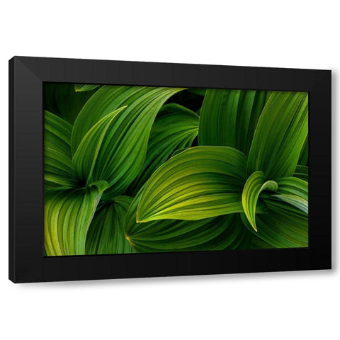 False Hellebore I Black Modern Wood Framed Art Print with Double Matting by Mahan, Kathy