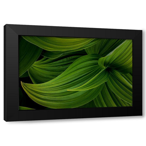 False Hellebore II Black Modern Wood Framed Art Print with Double Matting by Mahan, Kathy