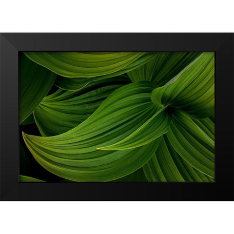 False Hellebore II Black Modern Wood Framed Art Print by Mahan, Kathy