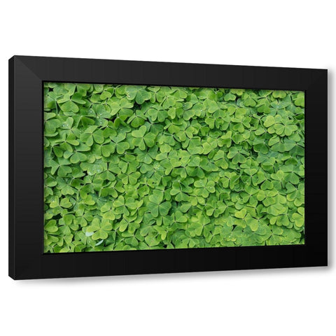Dew Covered Oxalis Black Modern Wood Framed Art Print by Mahan, Kathy