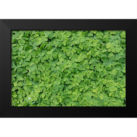 Dew Covered Oxalis Black Modern Wood Framed Art Print by Mahan, Kathy