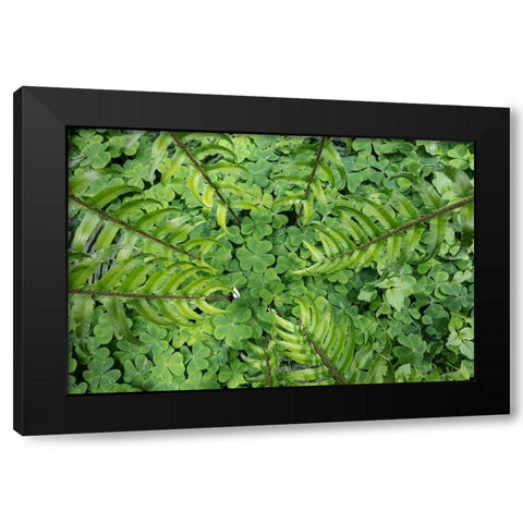 Sword Fern and Oxalis Black Modern Wood Framed Art Print by Mahan, Kathy