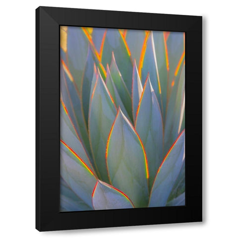 California Agave I Black Modern Wood Framed Art Print by Mahan, Kathy