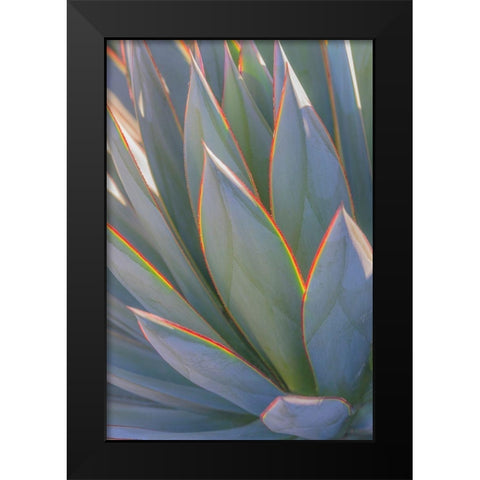 California Agave II Black Modern Wood Framed Art Print by Mahan, Kathy