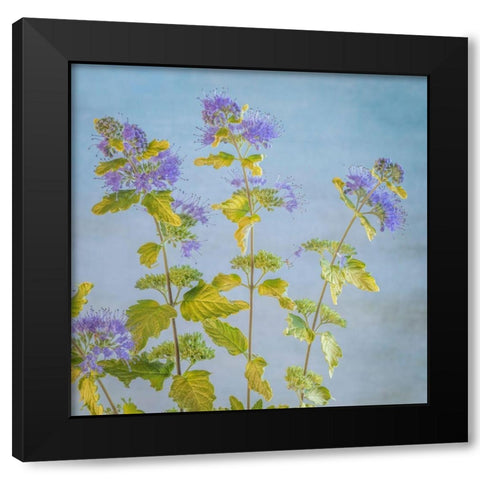 Caryopteris I Black Modern Wood Framed Art Print with Double Matting by Mahan, Kathy