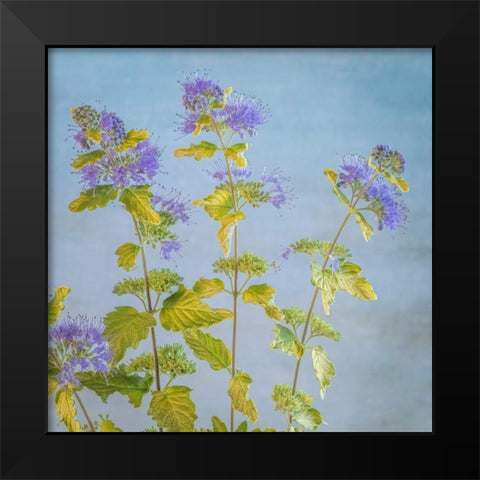 Caryopteris I Black Modern Wood Framed Art Print by Mahan, Kathy