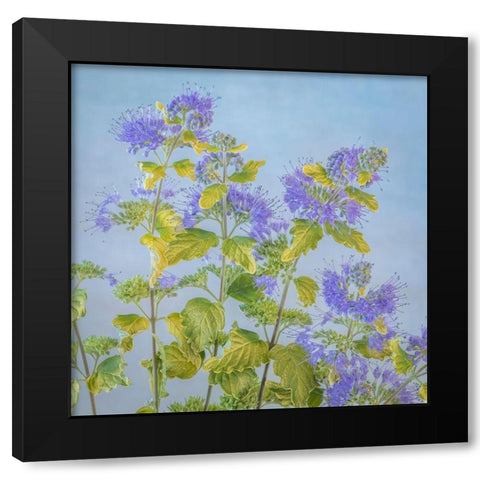 Caryopteris II Black Modern Wood Framed Art Print by Mahan, Kathy