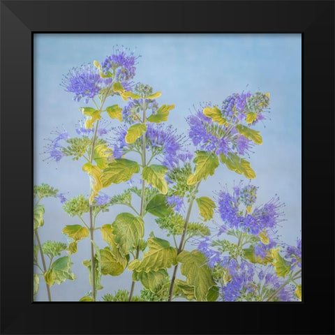Caryopteris II Black Modern Wood Framed Art Print by Mahan, Kathy