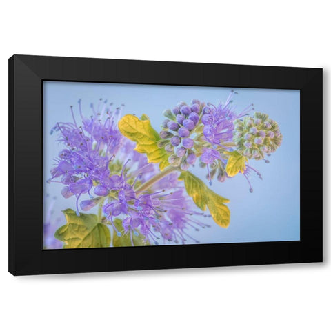 Caryopteris III Black Modern Wood Framed Art Print with Double Matting by Mahan, Kathy