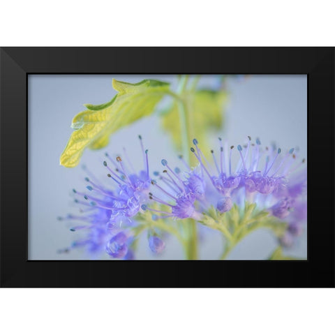 Caryopteris IV Black Modern Wood Framed Art Print by Mahan, Kathy