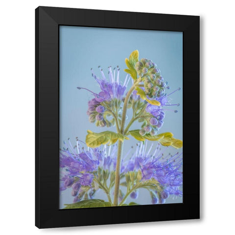 Caryopteris V Black Modern Wood Framed Art Print with Double Matting by Mahan, Kathy