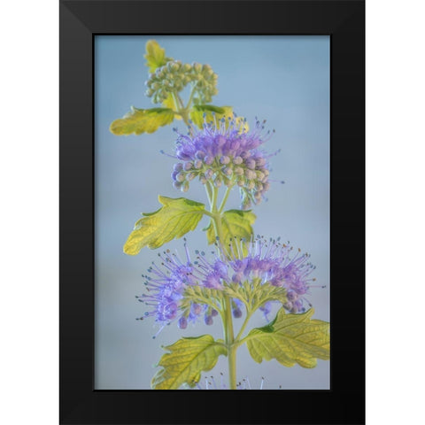 Caryopteris VI Black Modern Wood Framed Art Print by Mahan, Kathy