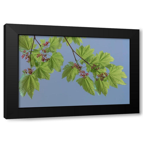Vine Maple I Black Modern Wood Framed Art Print with Double Matting by Mahan, Kathy