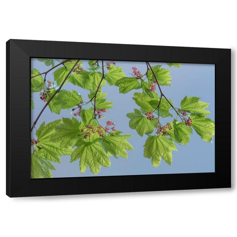 Vine Maple II Black Modern Wood Framed Art Print by Mahan, Kathy