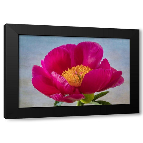 Peony Blossom II Black Modern Wood Framed Art Print by Mahan, Kathy