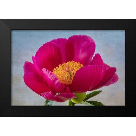 Peony Blossom II Black Modern Wood Framed Art Print by Mahan, Kathy