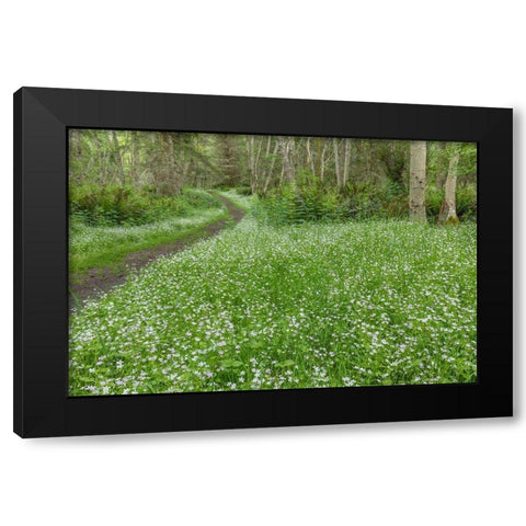 Siberian Spring Beauty Black Modern Wood Framed Art Print with Double Matting by Mahan, Kathy