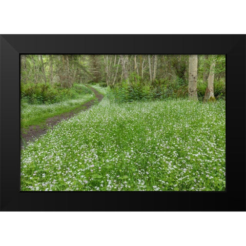 Siberian Spring Beauty Black Modern Wood Framed Art Print by Mahan, Kathy