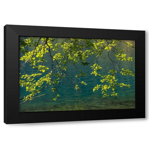 Overhanging Alder Trees II Black Modern Wood Framed Art Print by Mahan, Kathy