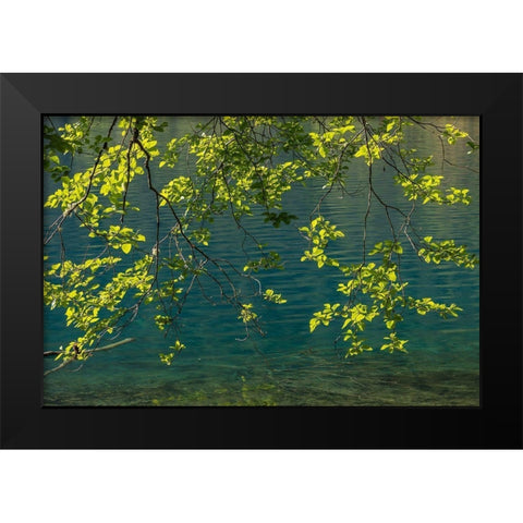 Overhanging Alder Trees II Black Modern Wood Framed Art Print by Mahan, Kathy