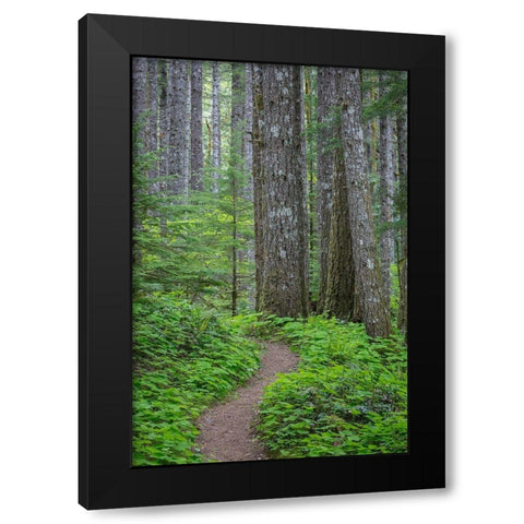 Lewis River Trail Black Modern Wood Framed Art Print with Double Matting by Mahan, Kathy
