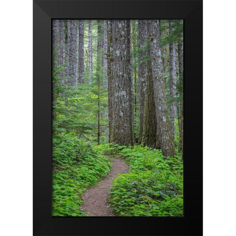 Lewis River Trail Black Modern Wood Framed Art Print by Mahan, Kathy