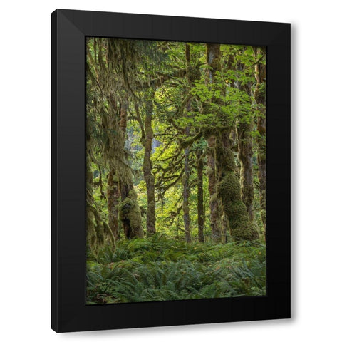 Quinault Rainforest I Black Modern Wood Framed Art Print with Double Matting by Mahan, Kathy