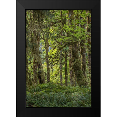 Quinault Rainforest I Black Modern Wood Framed Art Print by Mahan, Kathy
