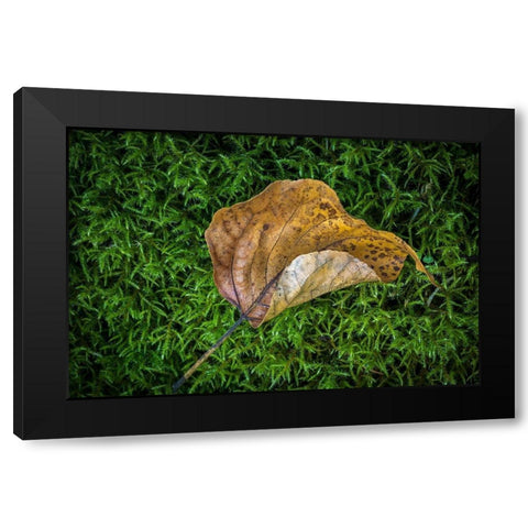 Cottonwood Leaf Black Modern Wood Framed Art Print with Double Matting by Mahan, Kathy