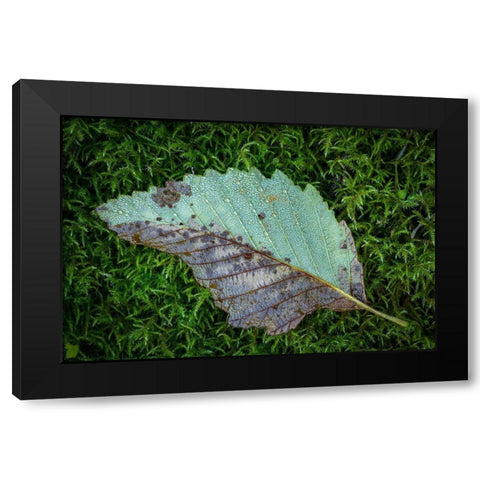 Alder Leaf Black Modern Wood Framed Art Print by Mahan, Kathy
