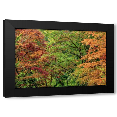 Autumn Forest Black Modern Wood Framed Art Print by Mahan, Kathy