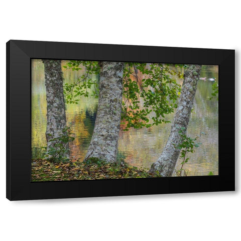 Alder Trees and Pond Black Modern Wood Framed Art Print with Double Matting by Mahan, Kathy
