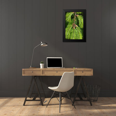 Douglas Fir Growth II Black Modern Wood Framed Art Print by Mahan, Kathy