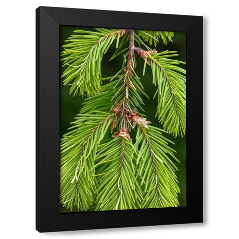 Douglas Fir Growth II Black Modern Wood Framed Art Print by Mahan, Kathy