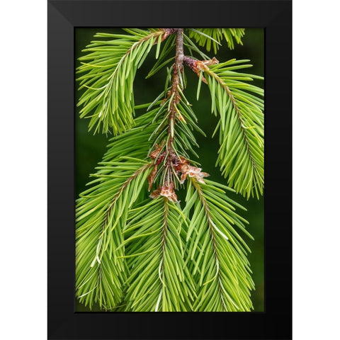 Douglas Fir Growth II Black Modern Wood Framed Art Print by Mahan, Kathy