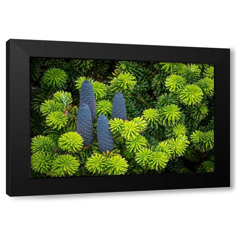 Korean Spruce Cones I Black Modern Wood Framed Art Print by Mahan, Kathy