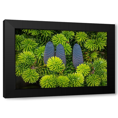 Korean Spruce Cones II Black Modern Wood Framed Art Print with Double Matting by Mahan, Kathy