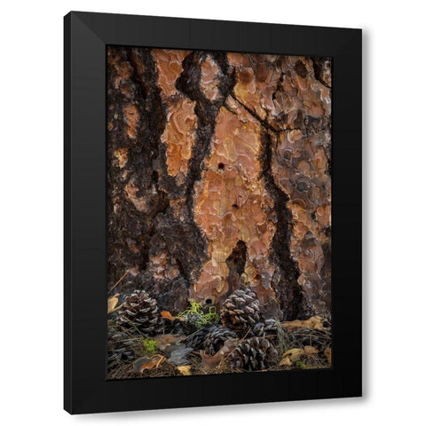 Ponderosa Pine I Black Modern Wood Framed Art Print with Double Matting by Mahan, Kathy
