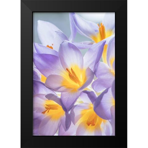 Crocus Blooms I Black Modern Wood Framed Art Print by Mahan, Kathy