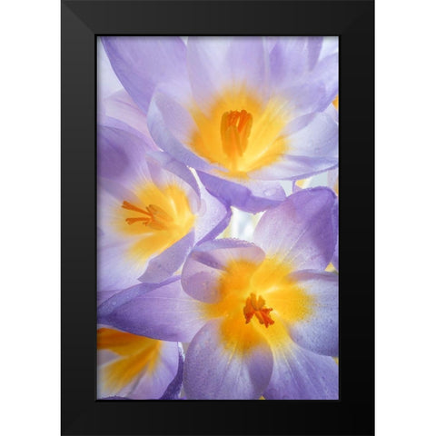 Crocus Blooms II Black Modern Wood Framed Art Print by Mahan, Kathy