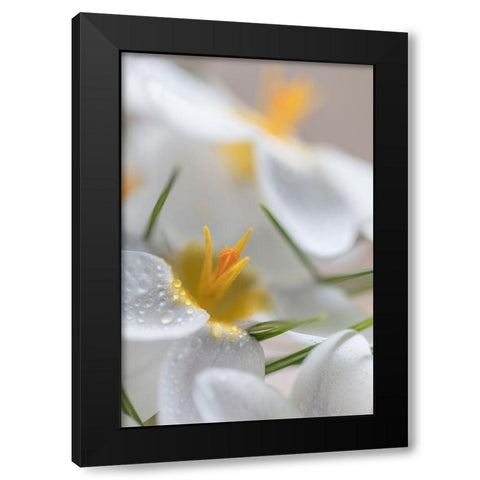 White Crocus Blossoms I Black Modern Wood Framed Art Print with Double Matting by Mahan, Kathy