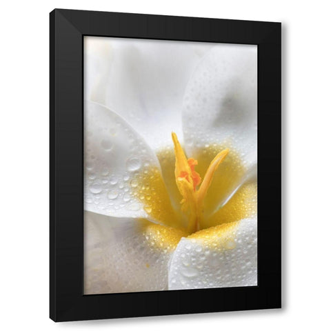 White Crocus Blossoms II Black Modern Wood Framed Art Print by Mahan, Kathy