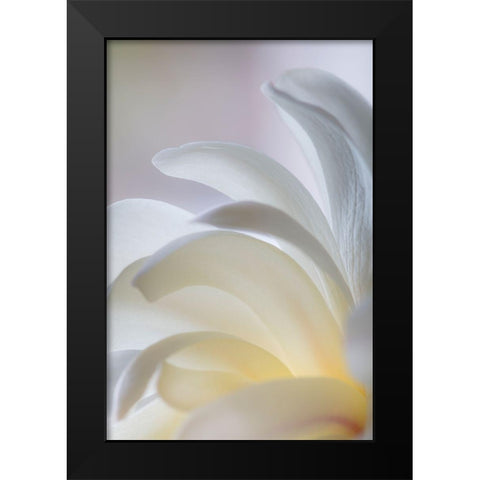White Magnolia Black Modern Wood Framed Art Print by Mahan, Kathy