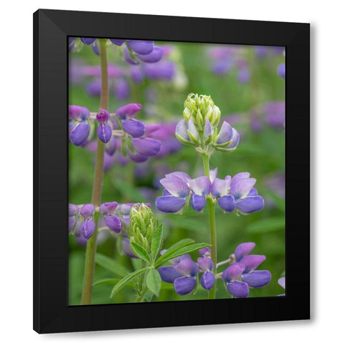 Lupine Blossoms I Black Modern Wood Framed Art Print by Mahan, Kathy